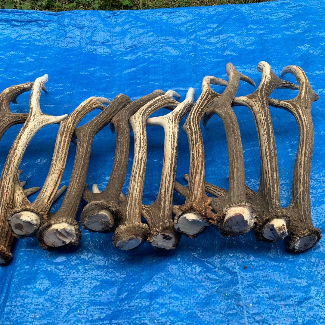 No.2093『鹿角16本セット』鹿の角　エゾ鹿　鹿角　蝦夷鹿