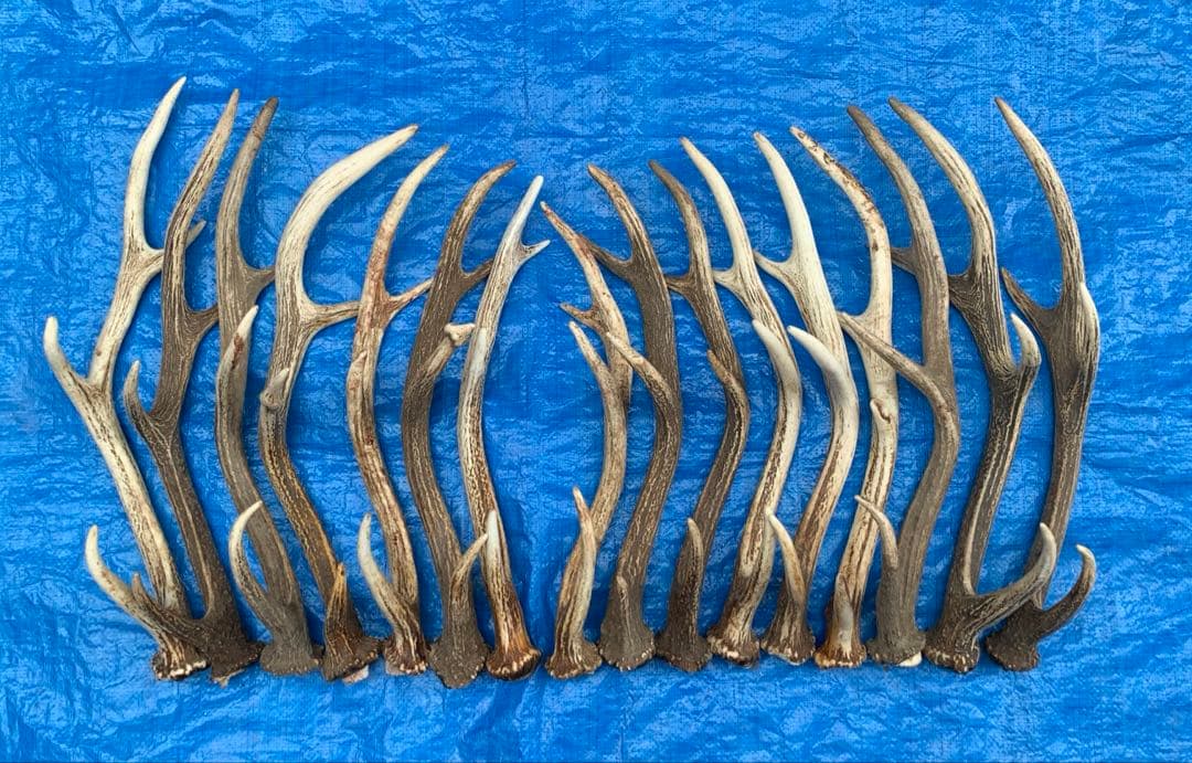 No.2093『鹿角16本セット』鹿の角　エゾ鹿　鹿角　蝦夷鹿