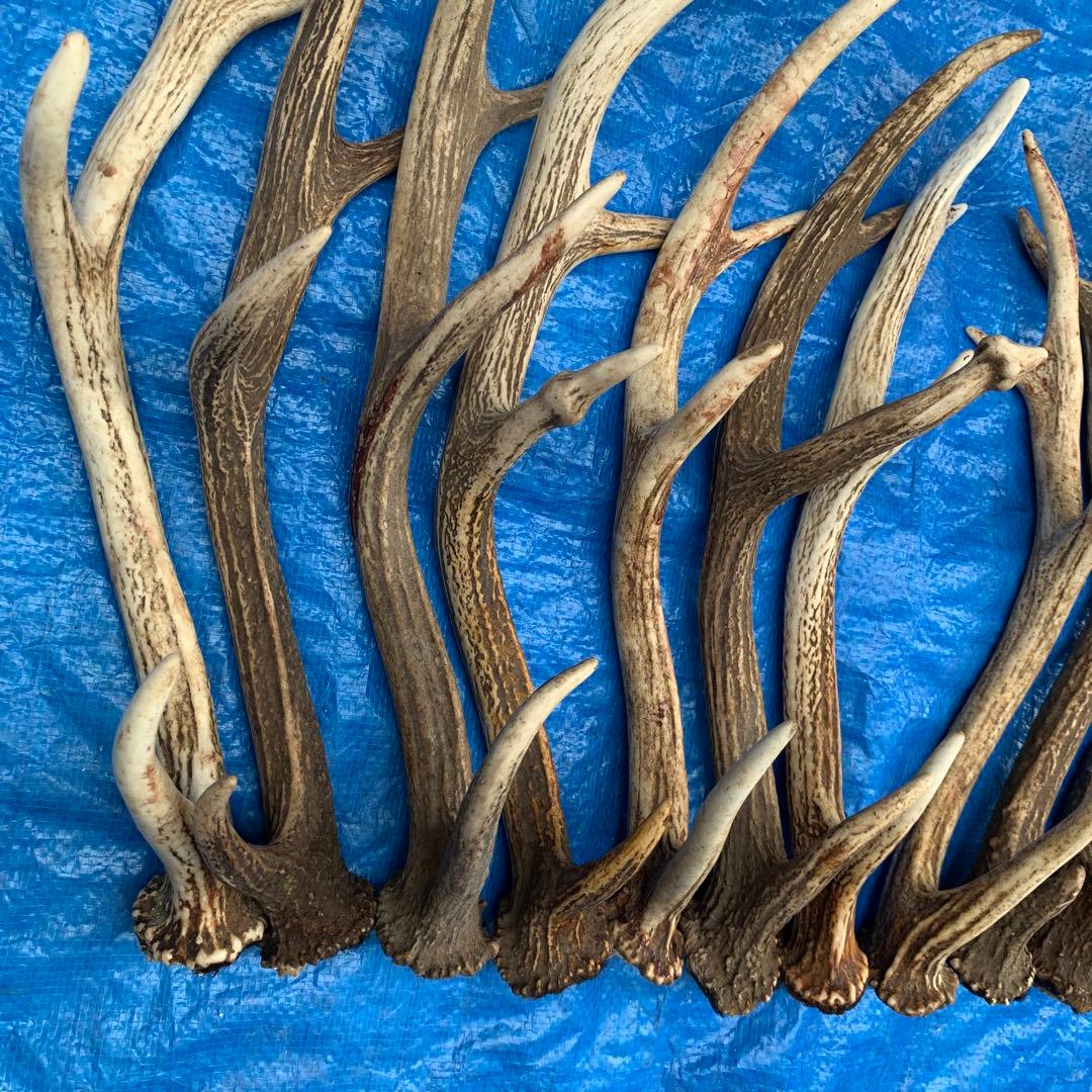 No.2093『鹿角16本セット』鹿の角　エゾ鹿　鹿角　蝦夷鹿