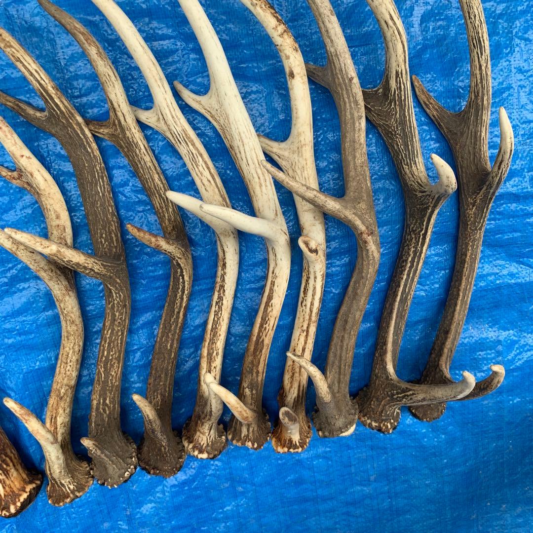 No.2093『鹿角16本セット』鹿の角　エゾ鹿　鹿角　蝦夷鹿