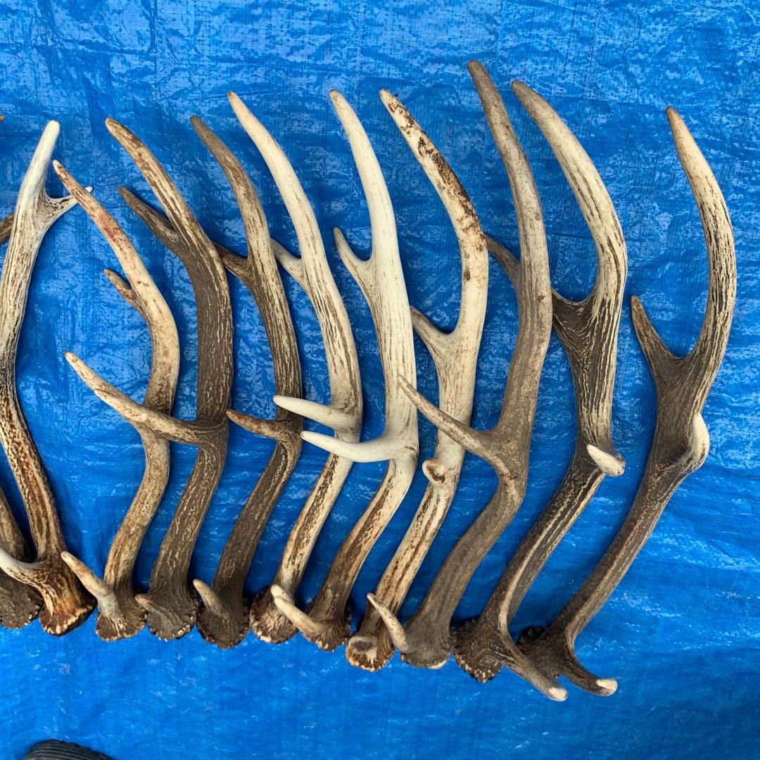 No.2093『鹿角16本セット』鹿の角　エゾ鹿　鹿角　蝦夷鹿