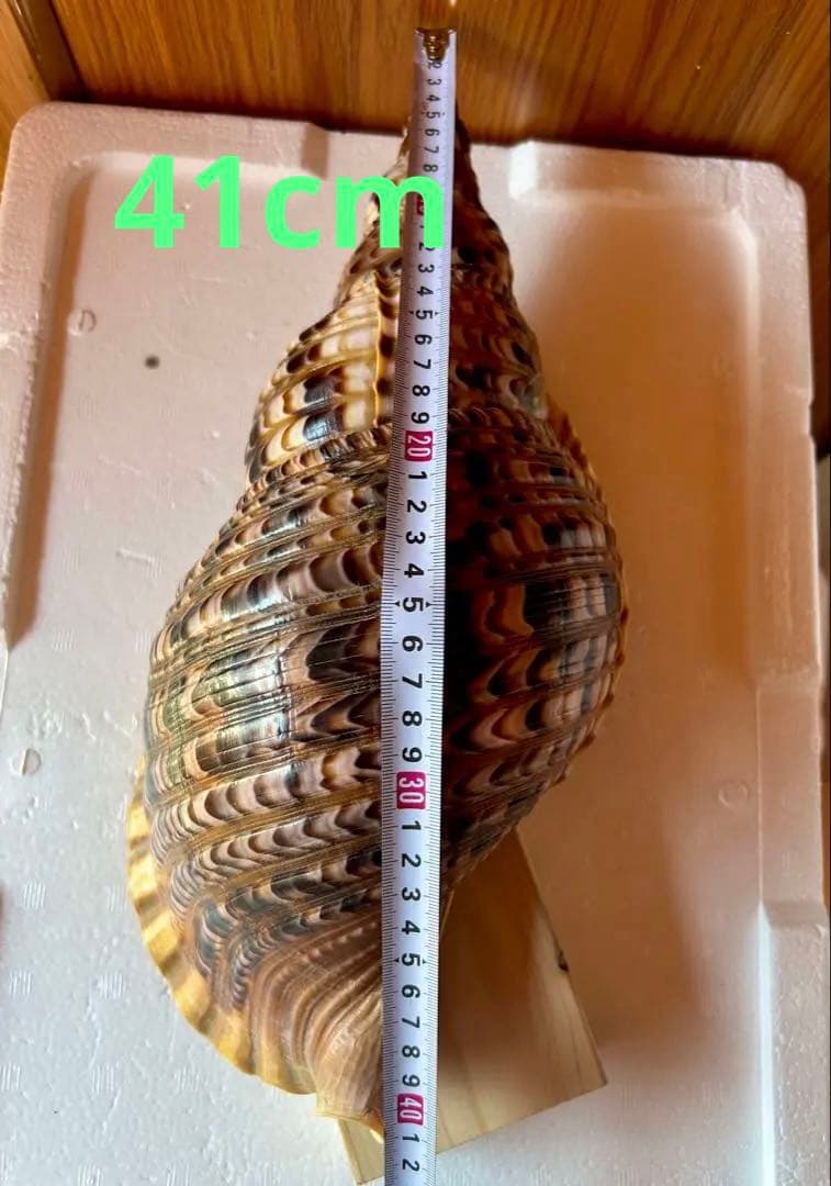 法螺貝　38cm 天然そのままの色(とっても綺麗) 蓋付