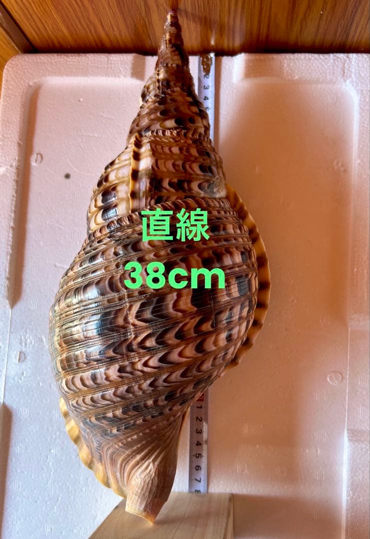 法螺貝　38cm 天然そのままの色(とっても綺麗) 蓋付