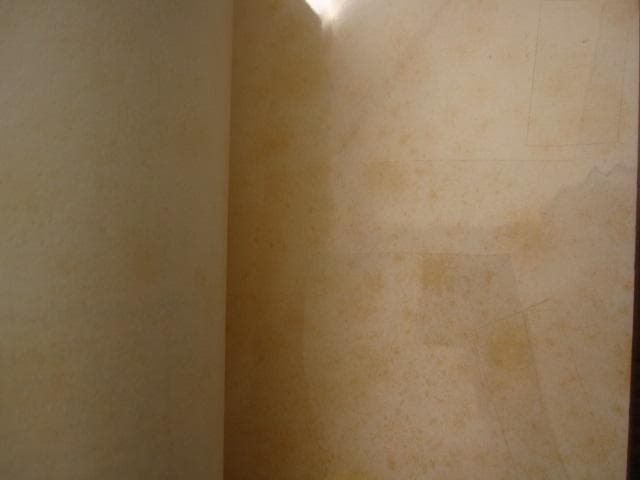 Aus Berlin neues vom kojoten　ヨーゼフ・ボイス