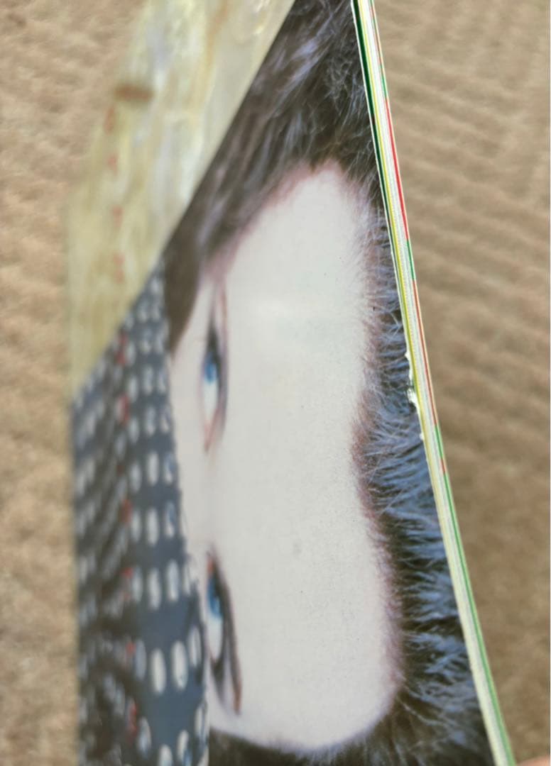 レア！デッド・オア・アライブ／Rip It Up 1987 ツアーパンフレット