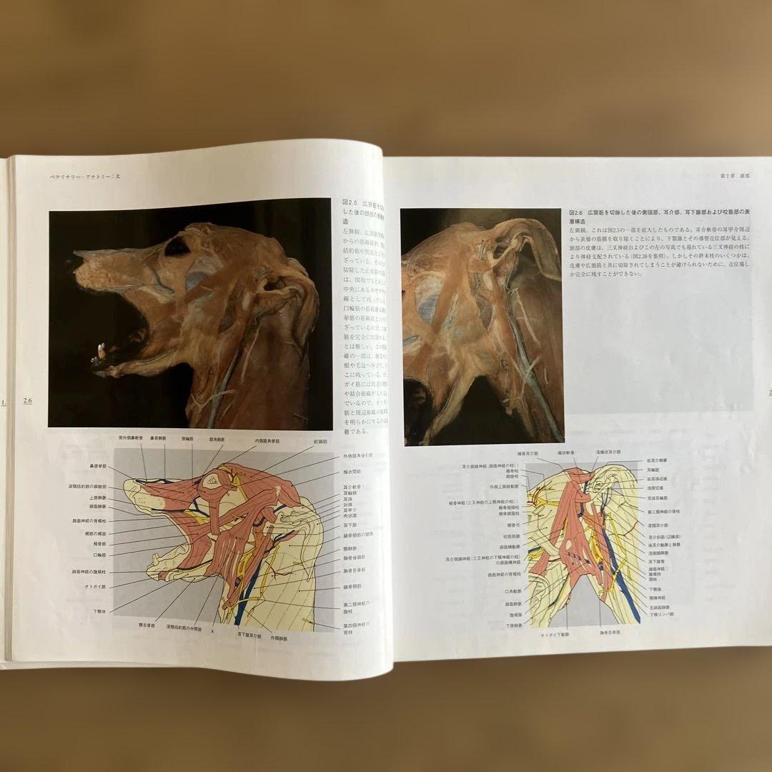 獣医専門書　ベテリナリ－・アナトミ－ 犬と猫の解剖カラ－アトラス