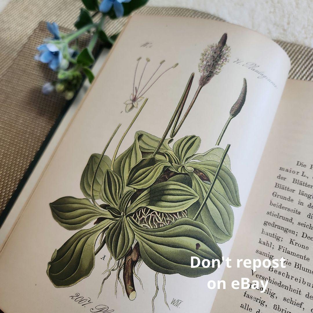植物図鑑　洋書　ボタニカルアート　アンティーク　リトグラフ　28