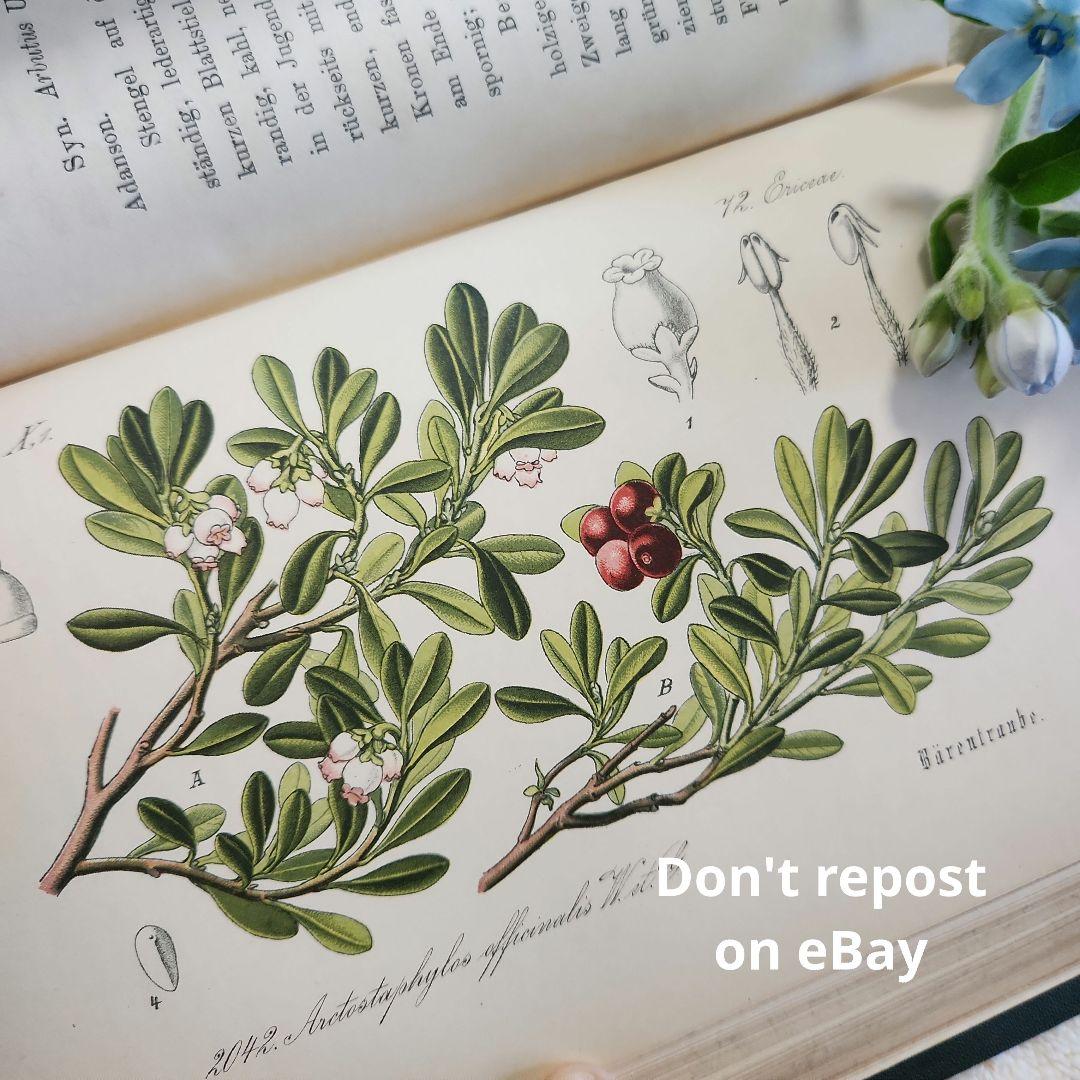 植物図鑑　洋書　ボタニカルアート　アンティーク　リトグラフ　28