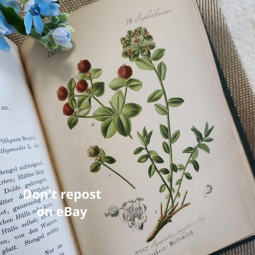 植物図鑑　洋書　ボタニカルアート　アンティーク　リトグラフ　28