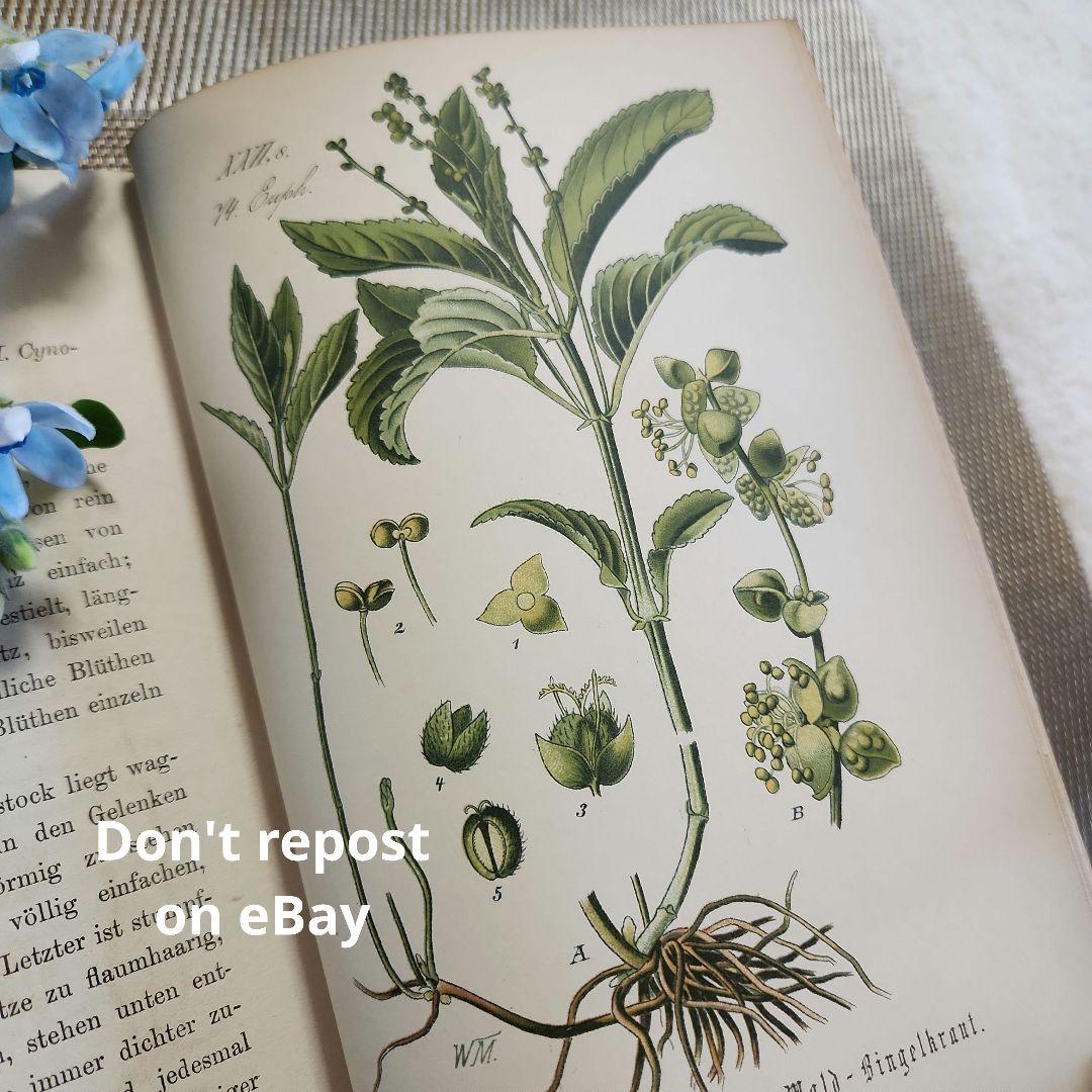 植物図鑑　洋書　ボタニカルアート　アンティーク　リトグラフ　28
