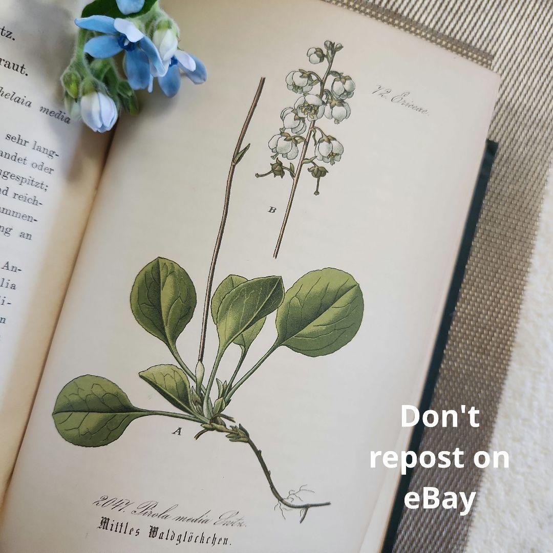 植物図鑑　洋書　ボタニカルアート　アンティーク　リトグラフ　28