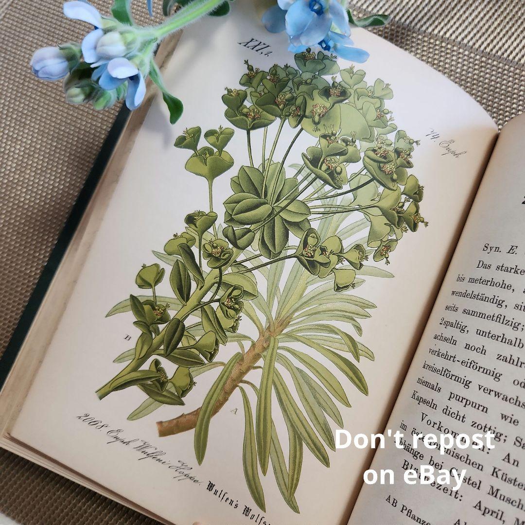 植物図鑑　洋書　ボタニカルアート　アンティーク　リトグラフ　28