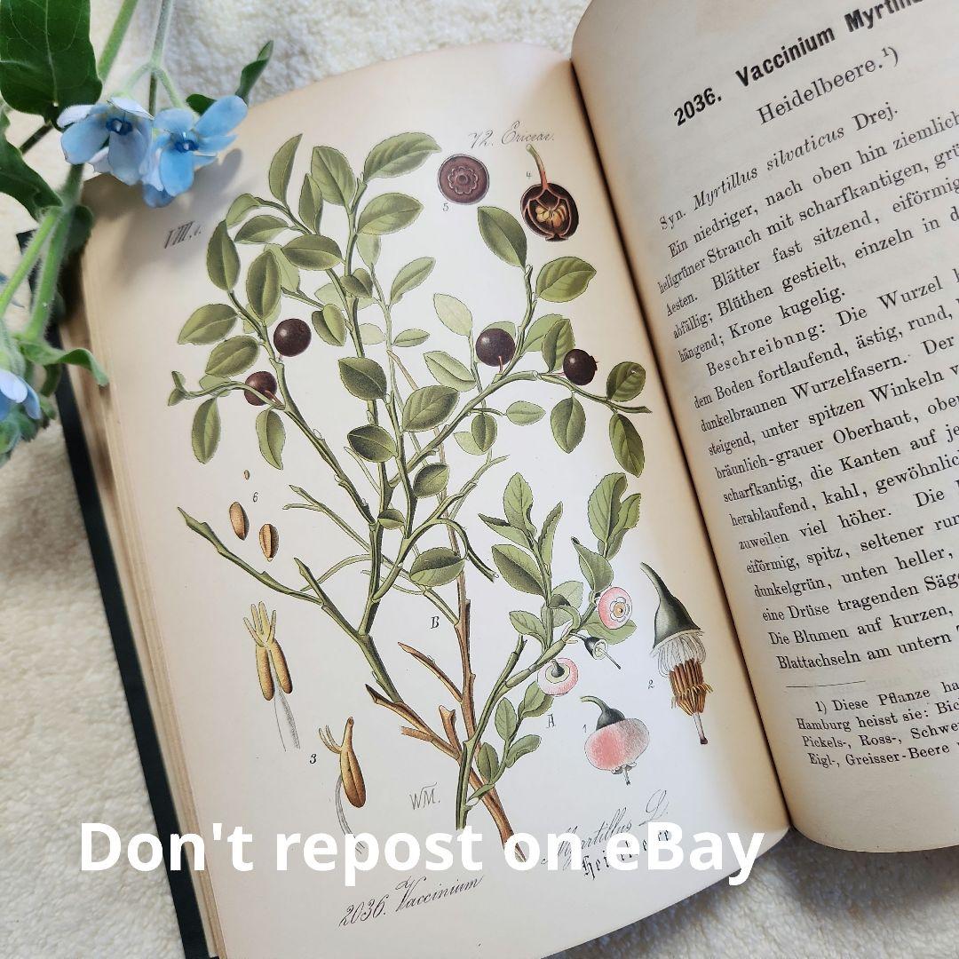 植物図鑑　洋書　ボタニカルアート　アンティーク　リトグラフ　28