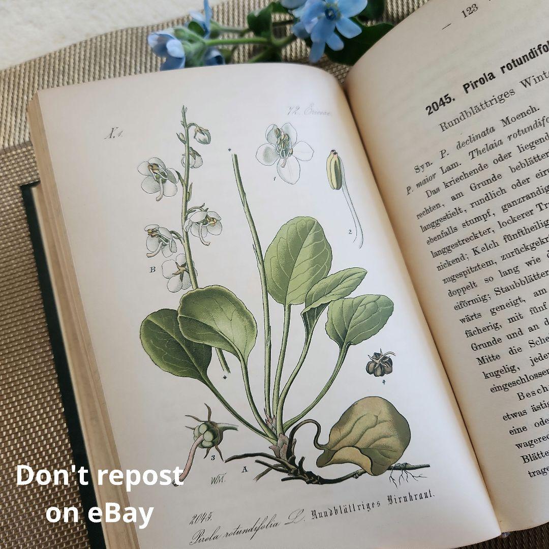 植物図鑑　洋書　ボタニカルアート　アンティーク　リトグラフ　28