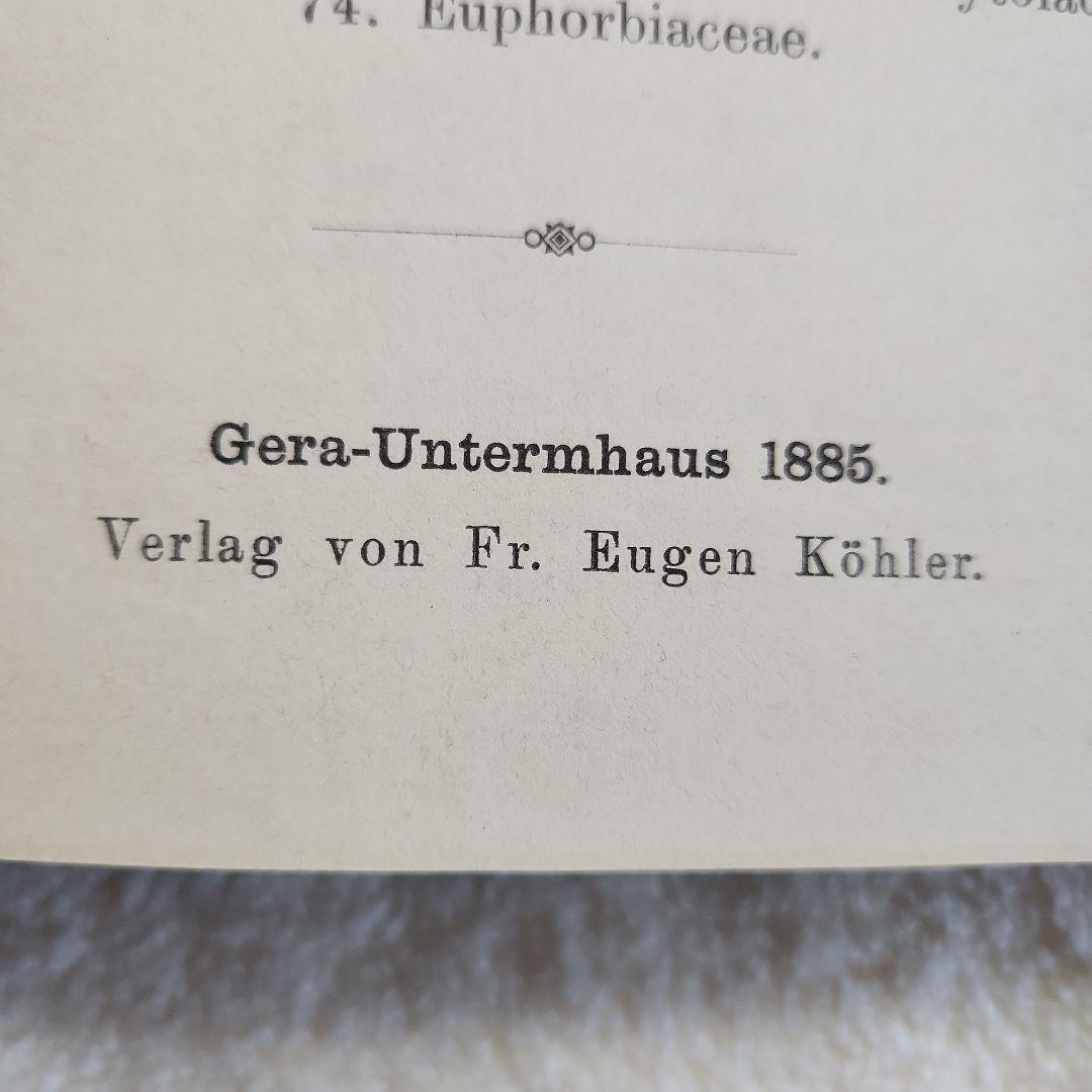 植物図鑑　洋書　ボタニカルアート　アンティーク　リトグラフ　28