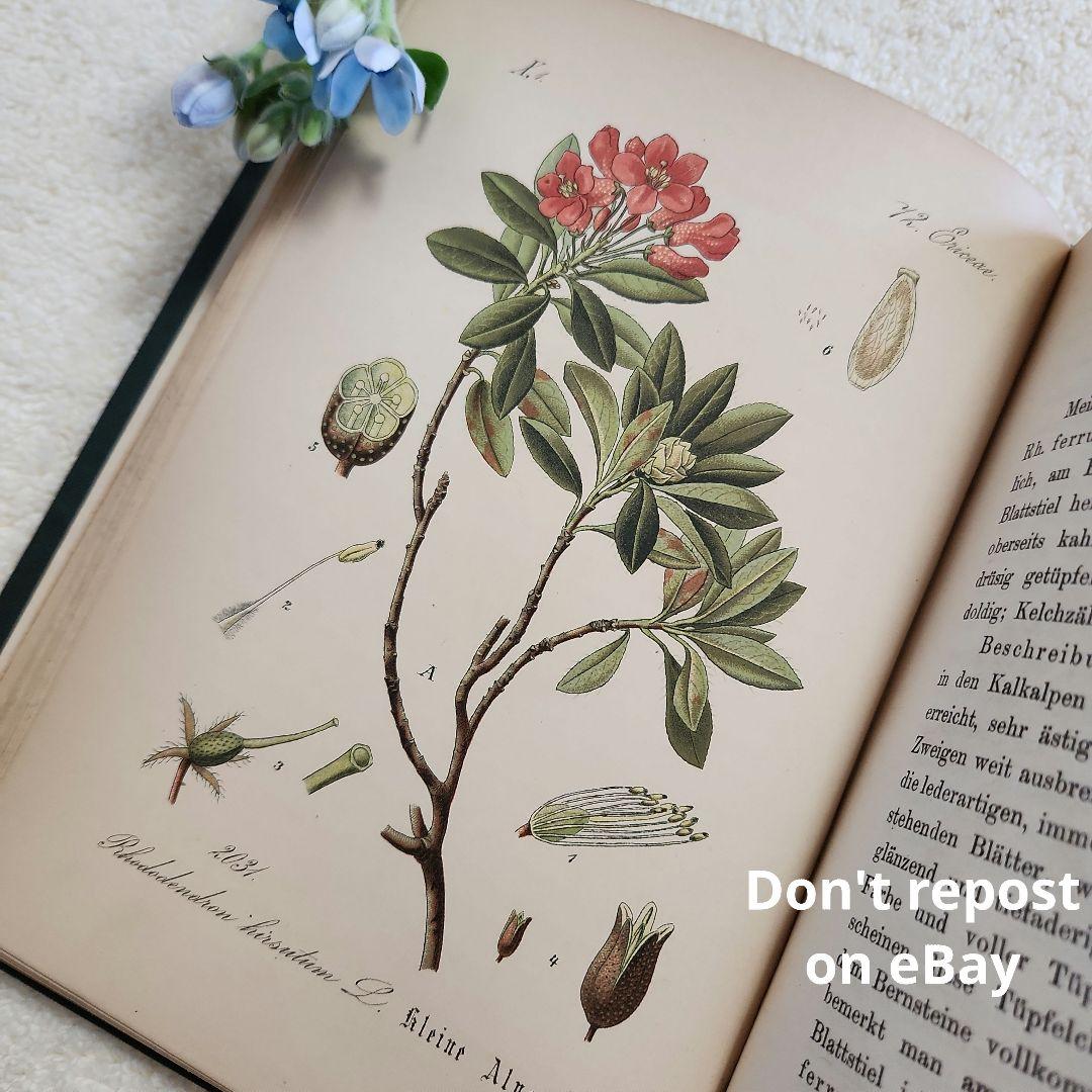 植物図鑑　洋書　ボタニカルアート　アンティーク　リトグラフ　28