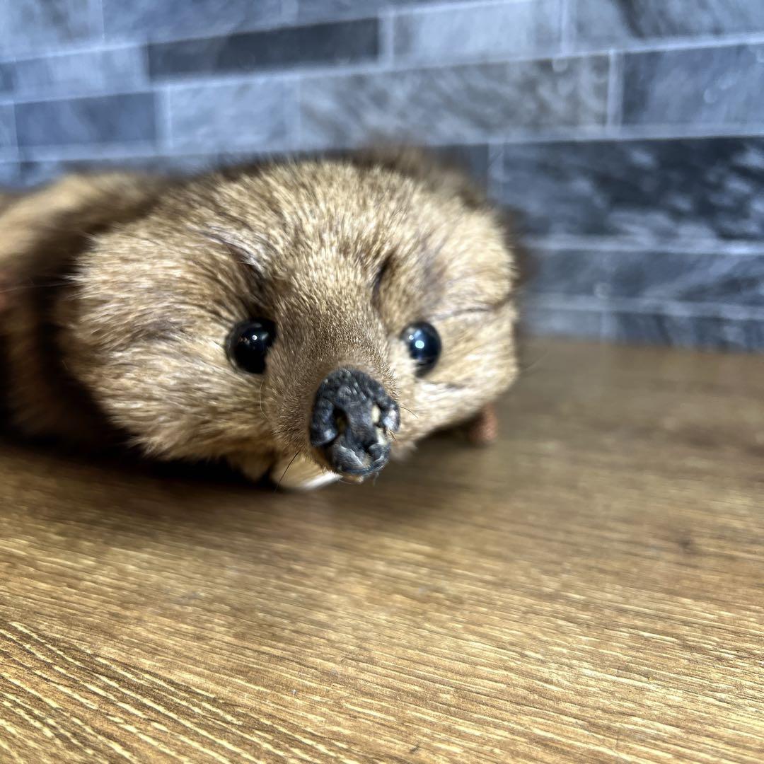 【美品】【希少】　フォックス　青狐　リアルファー　毛皮　襟巻　剥製　頭足付