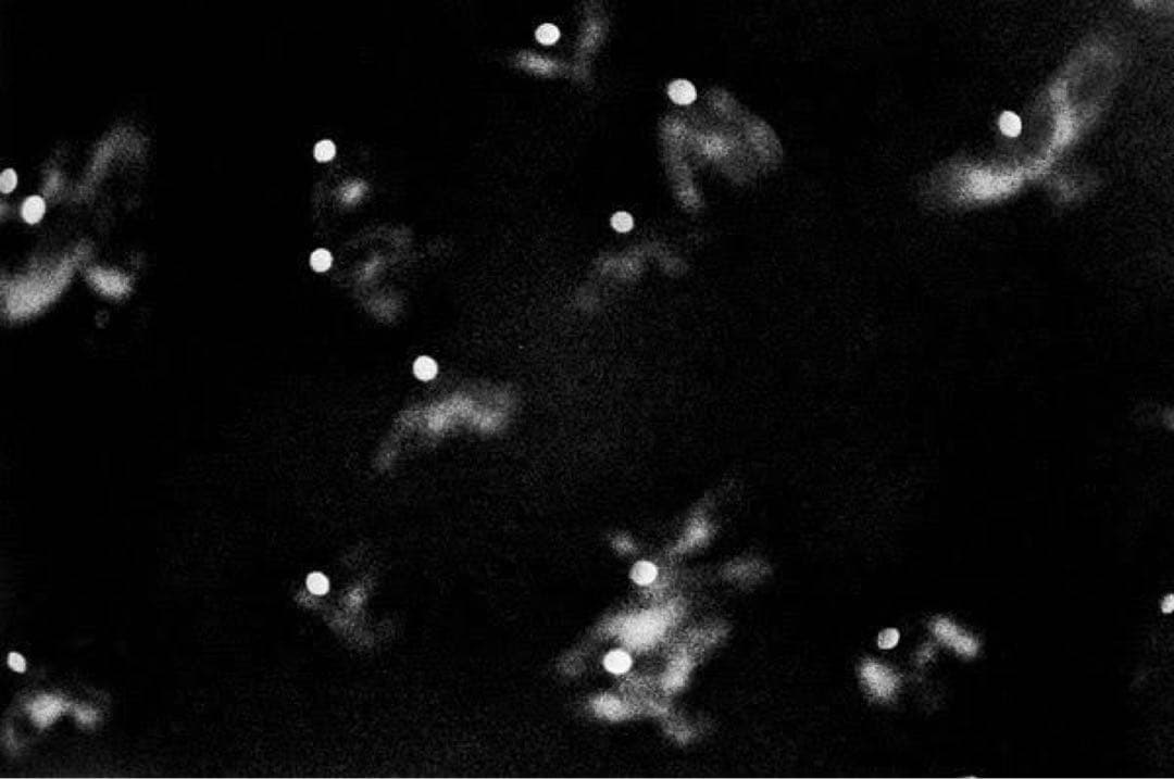 未開封　深瀬昌久　写真集【鴉】RAVENS