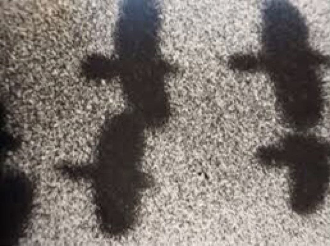 未開封　深瀬昌久　写真集【鴉】RAVENS