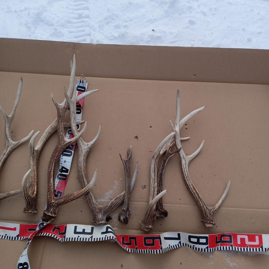 S*i様 鹿の角 犬のおもちゃ、工芸品などにどうぞ ３６番