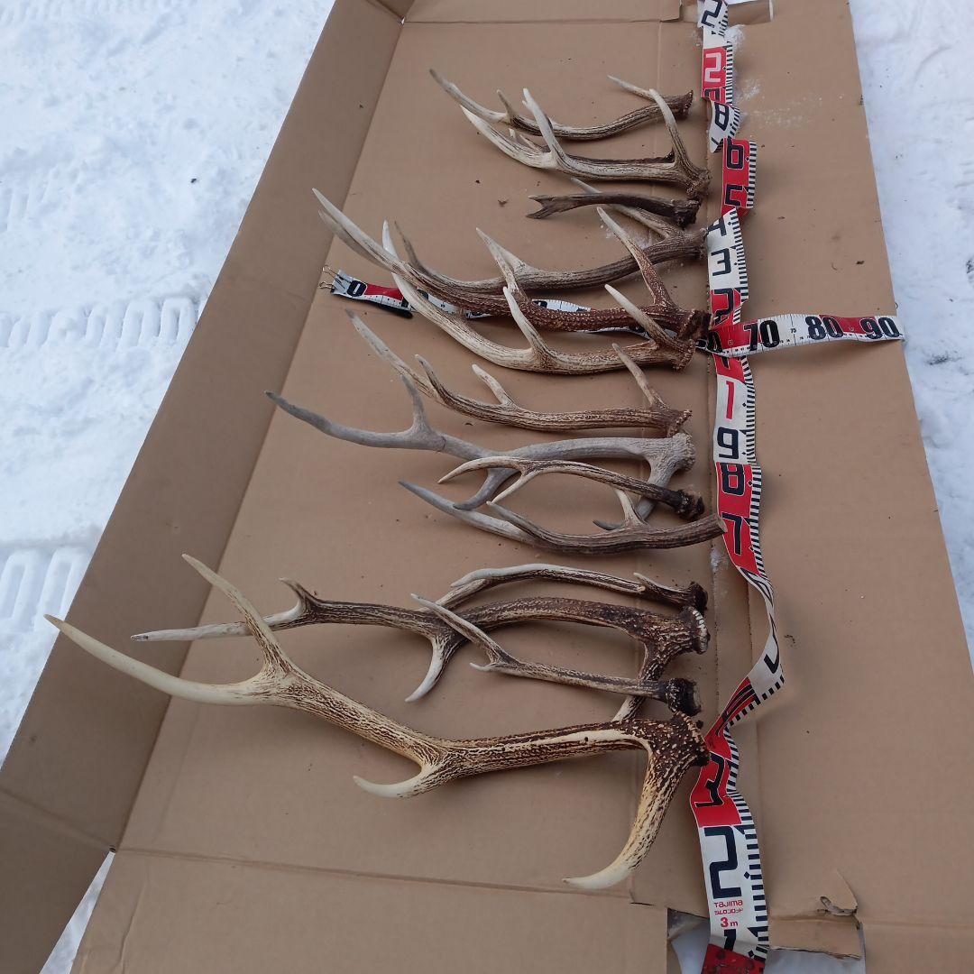 S*i様 鹿の角 犬のおもちゃ、工芸品などにどうぞ ３６番