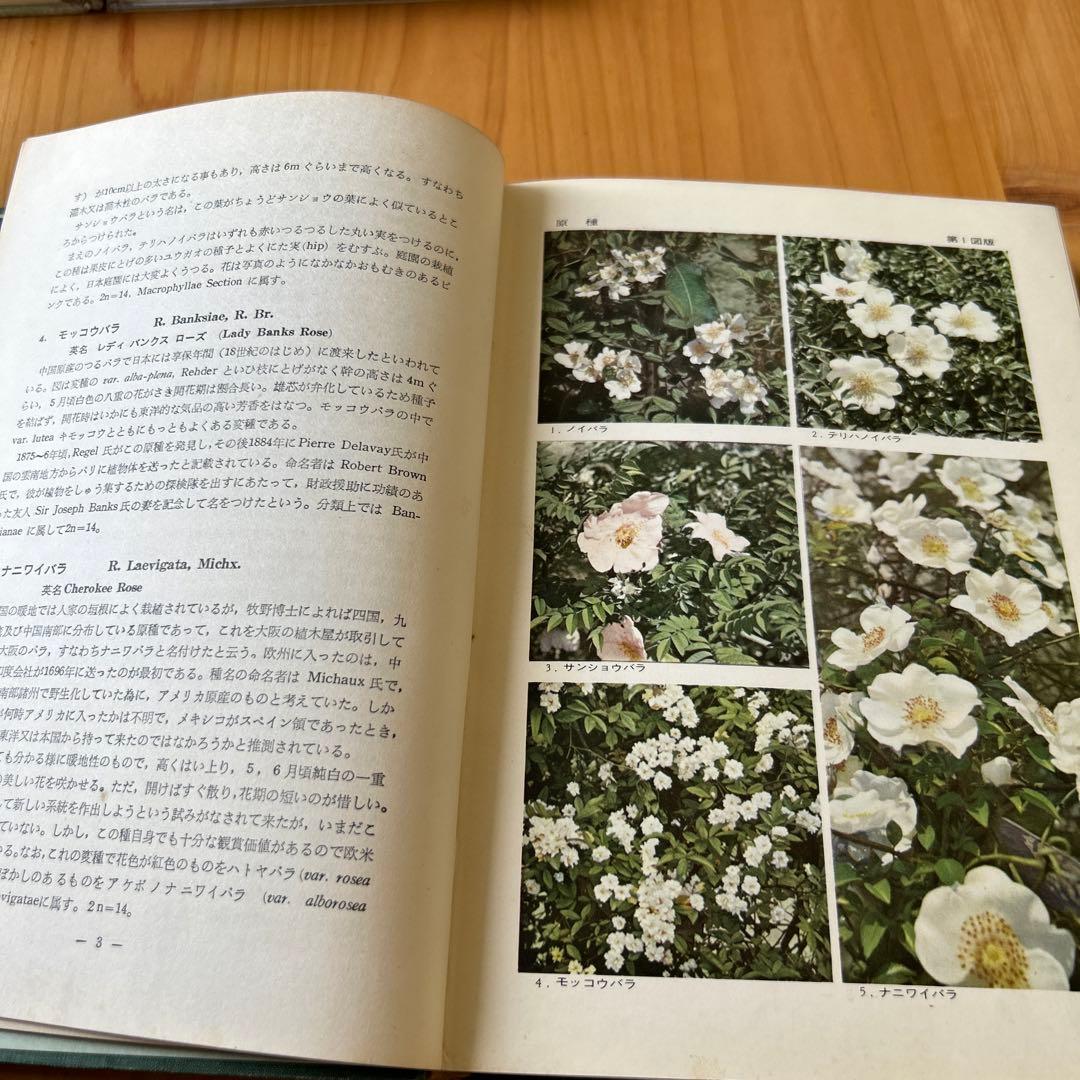 原色薔薇・洋蘭図鑑 1955年