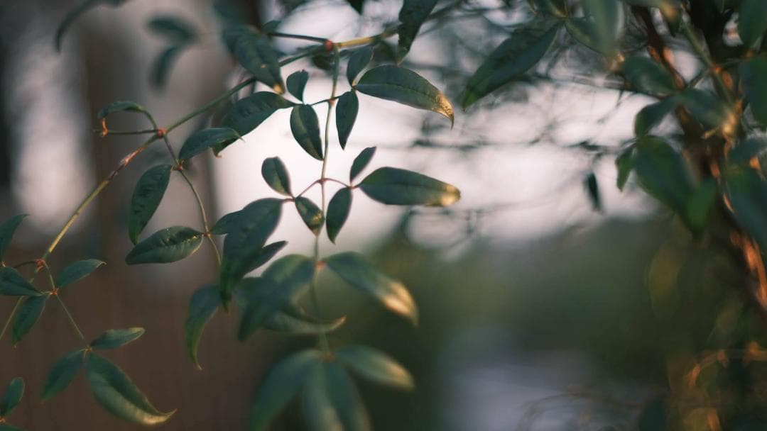 【中古・良品】小西六 HEXANON 52mm f1.4 LMマウント