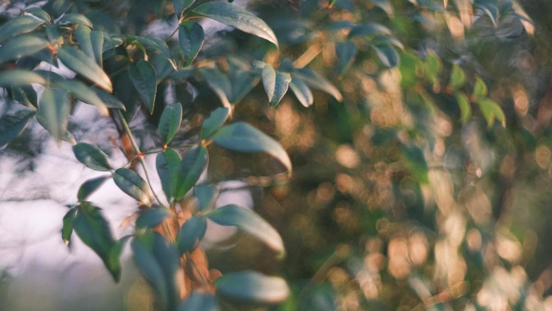 【中古・良品】小西六 HEXANON 52mm f1.4 LMマウント