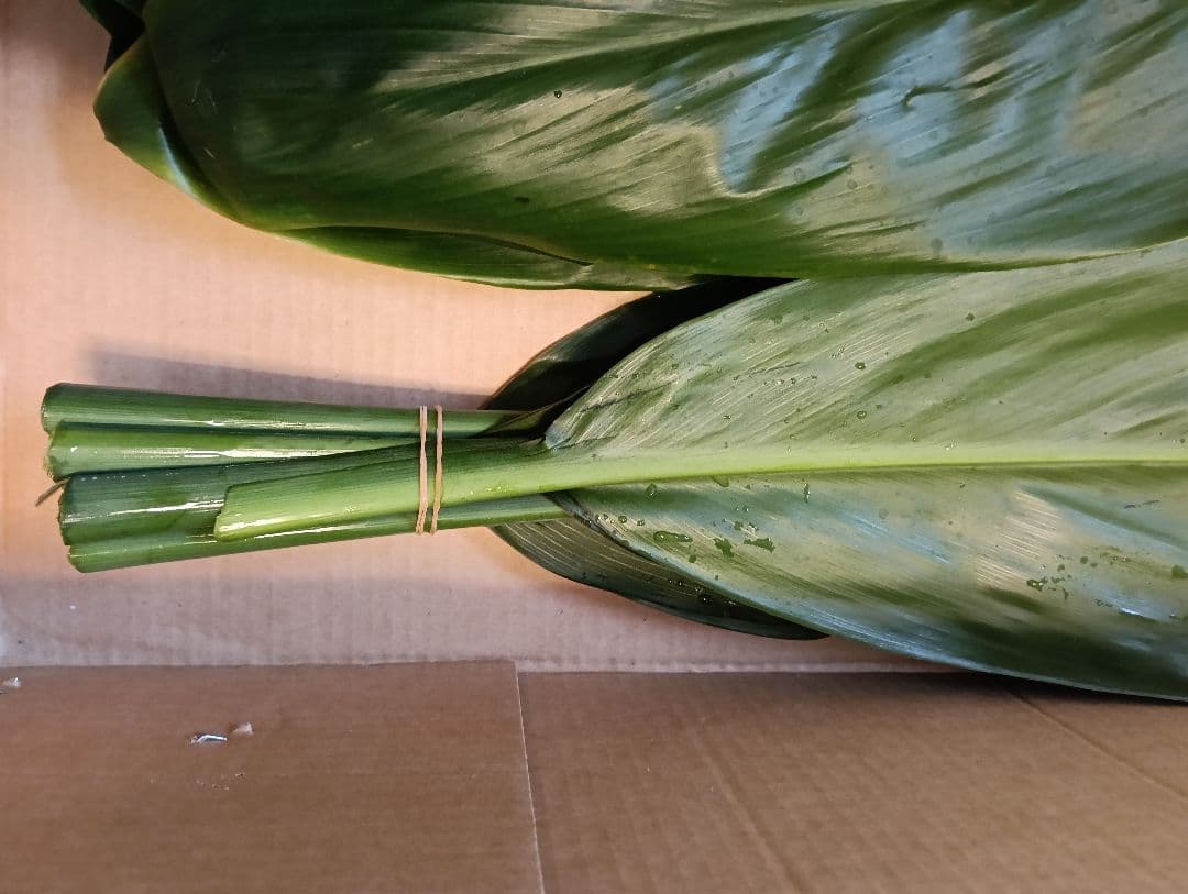 冬季限定価格★本物 ティーリーフ 60枚★フラダンス用スカートやレイ60cm前後