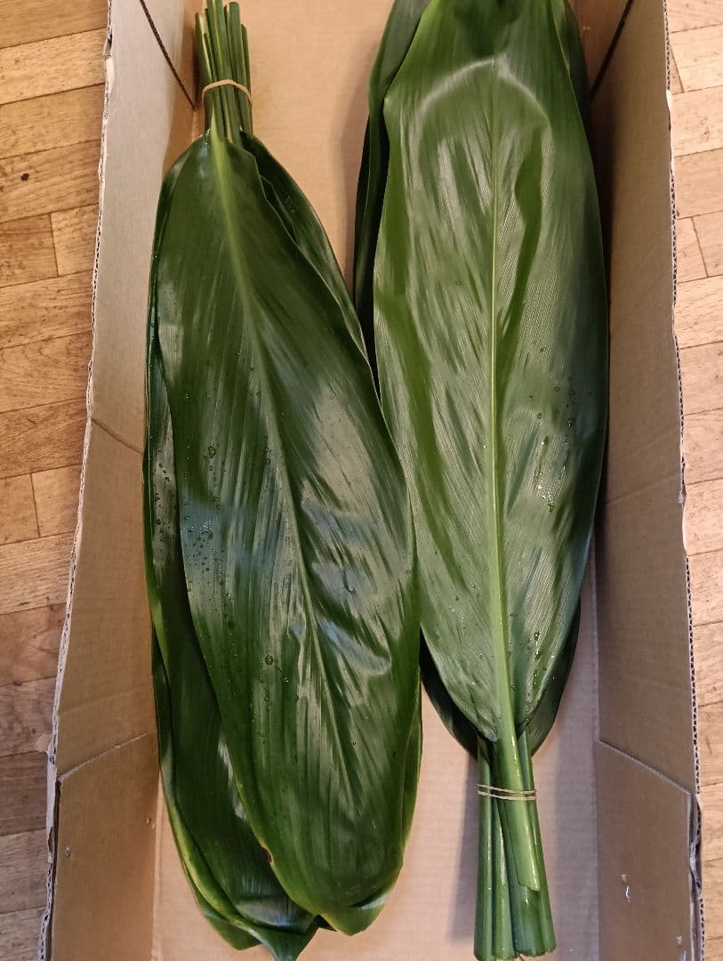 冬季限定価格★本物 ティーリーフ 60枚★フラダンス用スカートやレイ60cm前後