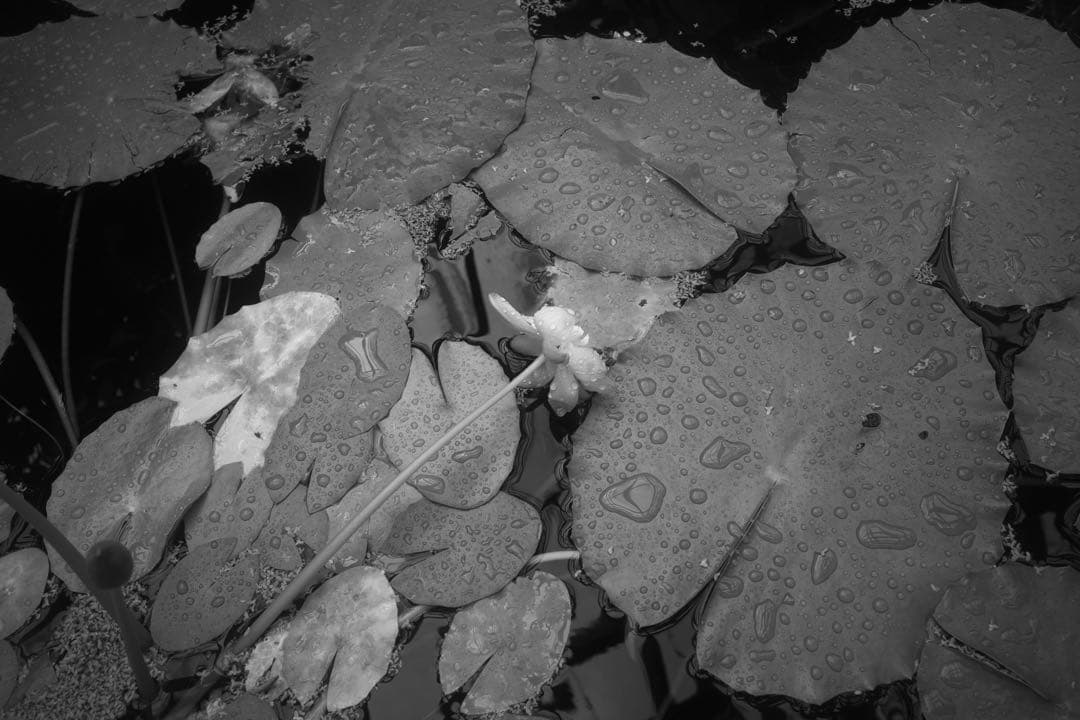 【本日限定価格！】 Minolta M-Rokkor 28mm f2.8