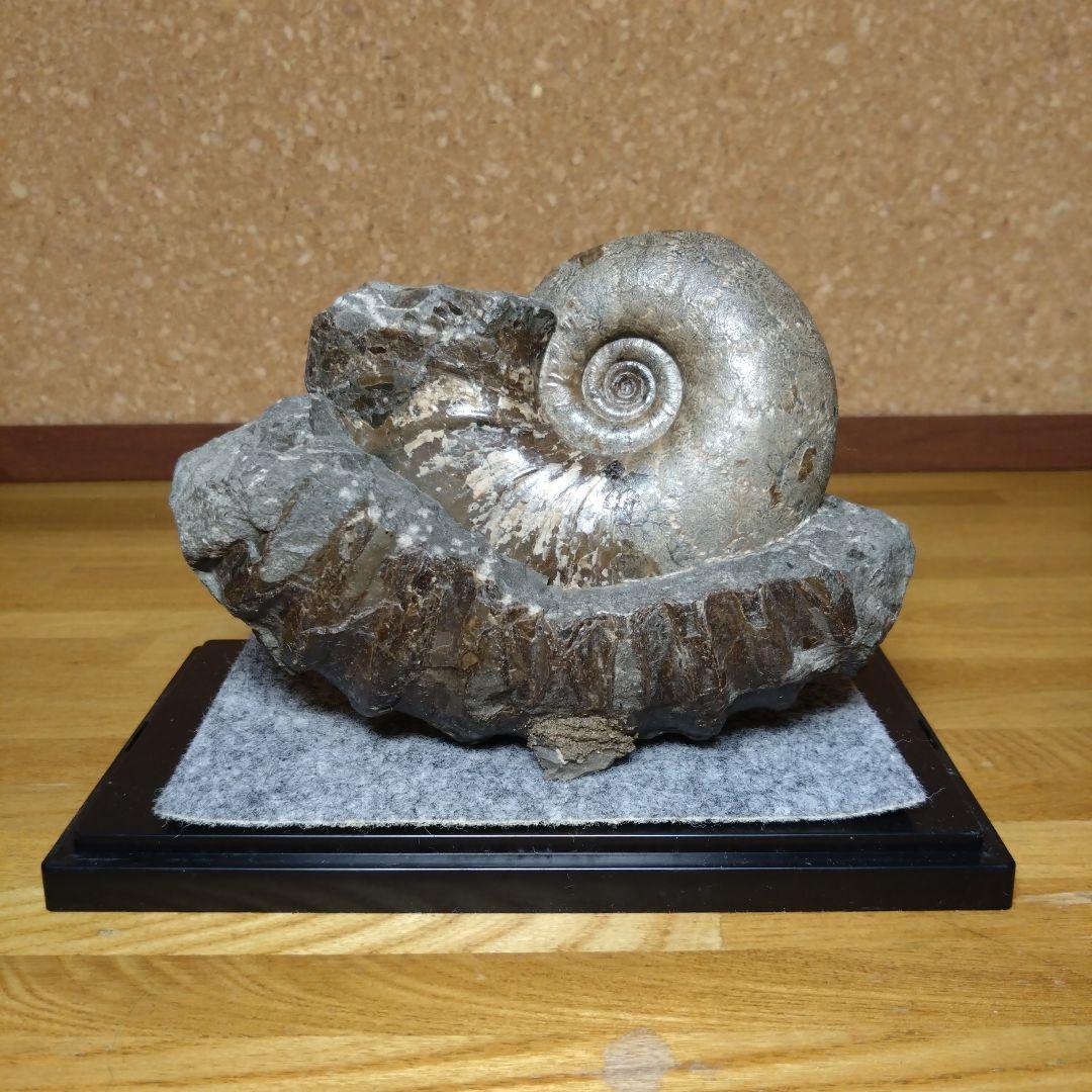 アンモナイト化石 15.0cm（112）