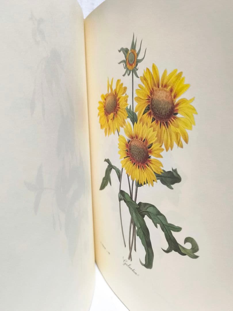 最も美しい花々 ルドゥーテ 植物画 ボタニカルアート 美術書 画集 希少