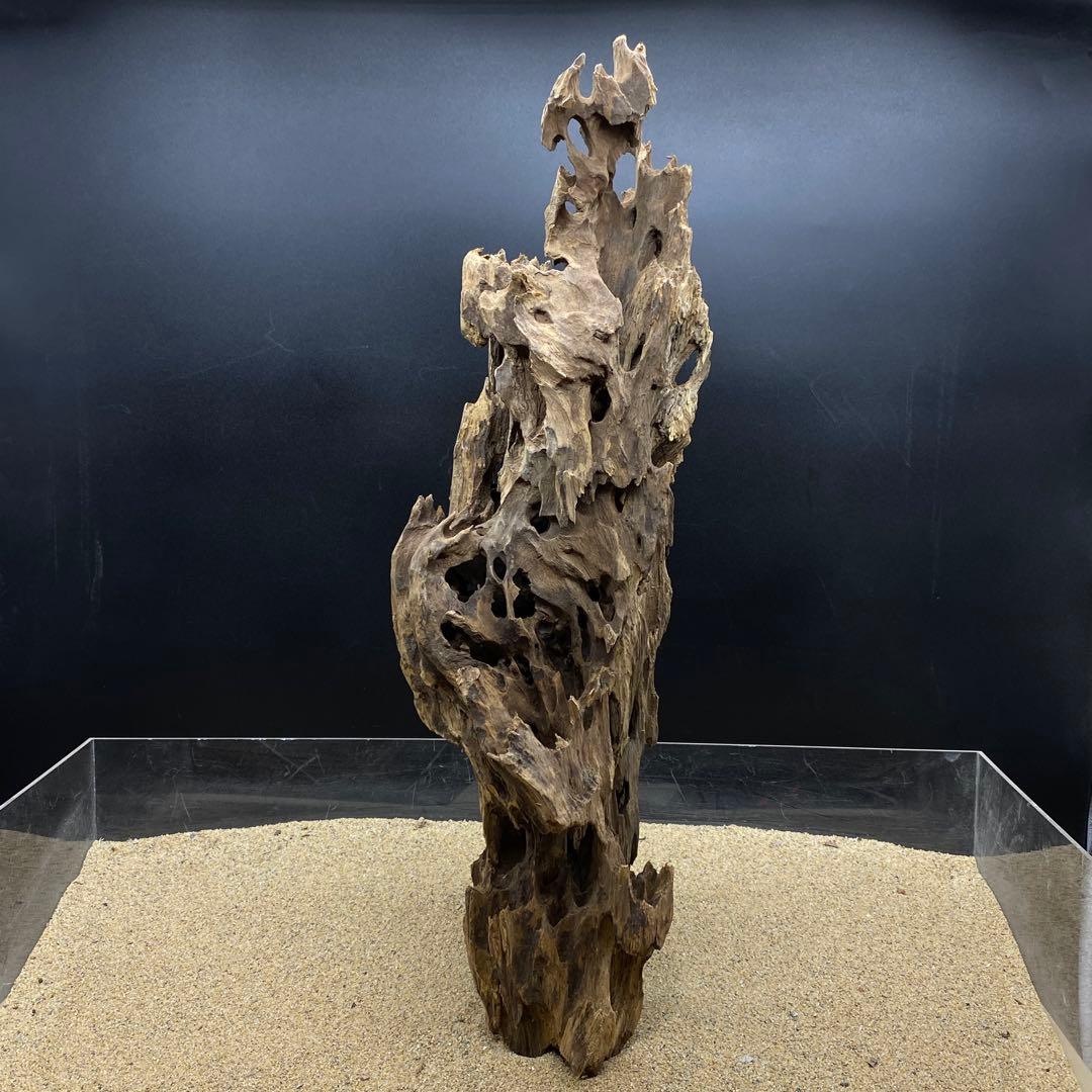 MMW-6463 特大マシンガンウッド　流木　アクアリウム