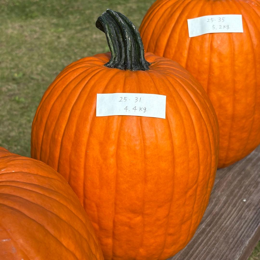 【dengon】ハロウィンかぼちゃ　本物