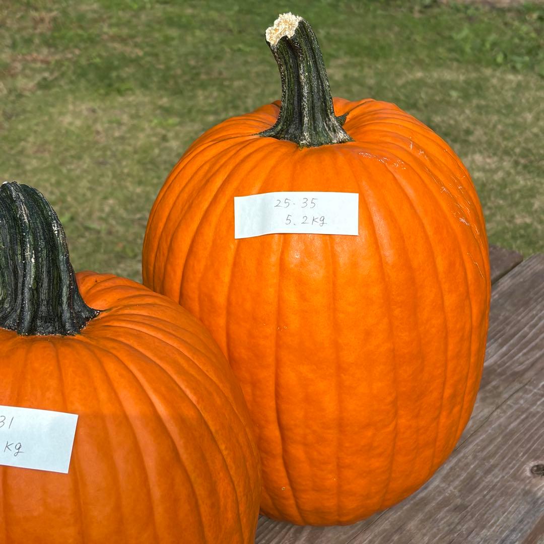 【dengon】ハロウィンかぼちゃ　本物