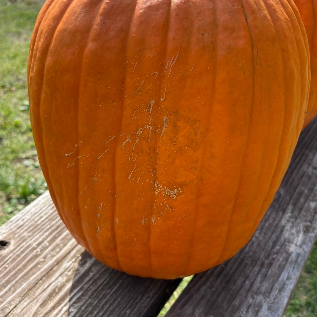 【dengon】ハロウィンかぼちゃ　本物