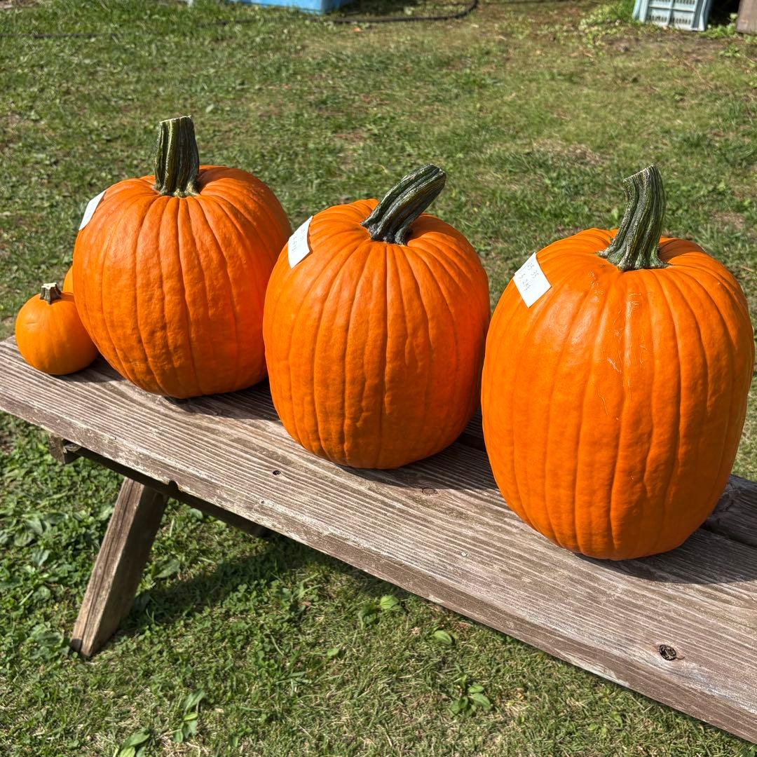 【dengon】ハロウィンかぼちゃ　本物