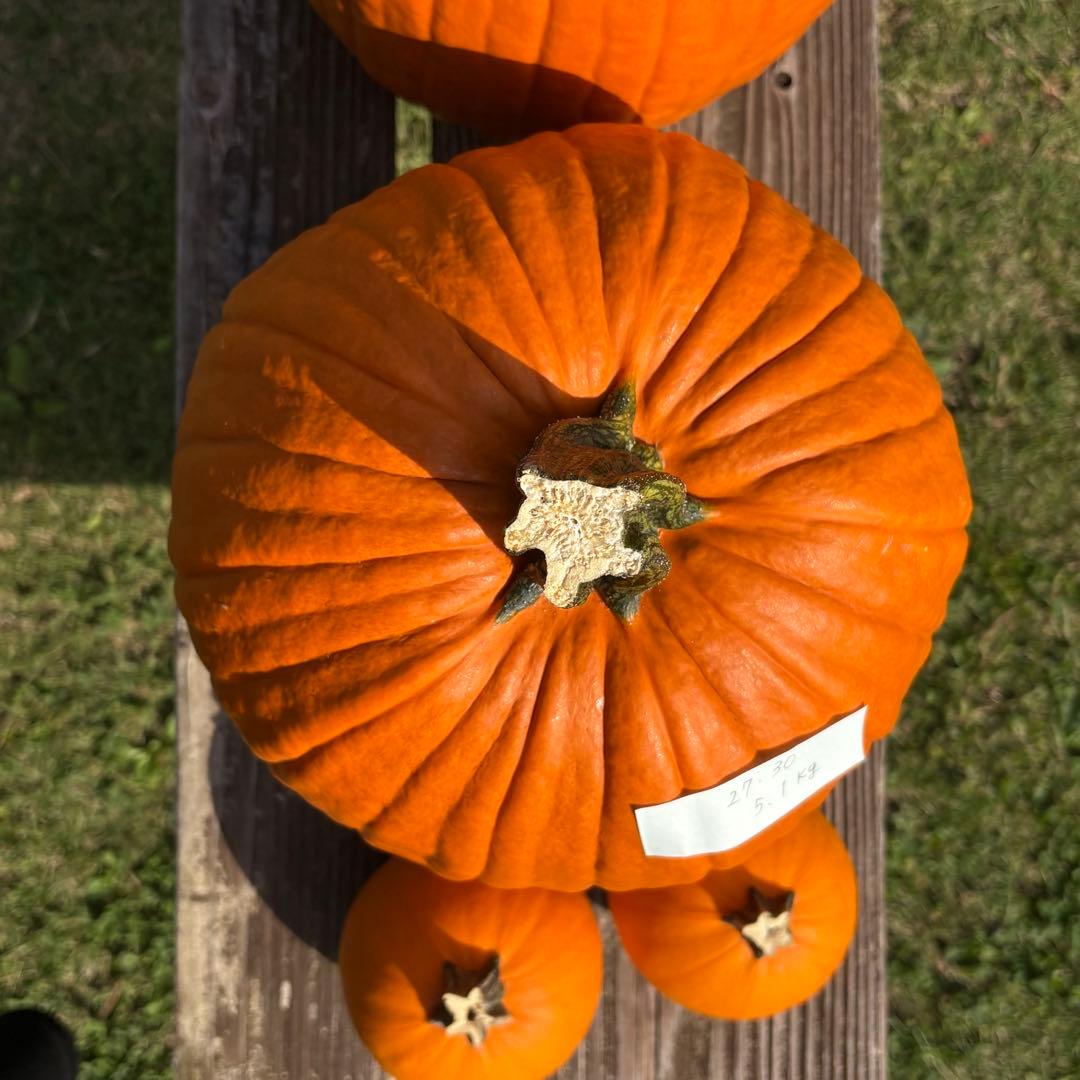 【dengon】ハロウィンかぼちゃ　本物
