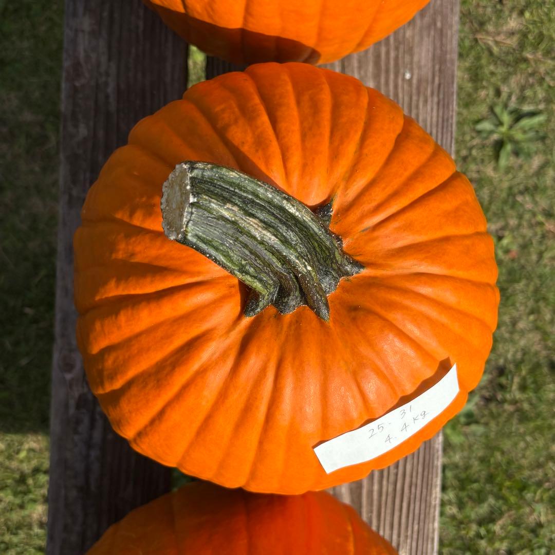 【dengon】ハロウィンかぼちゃ　本物