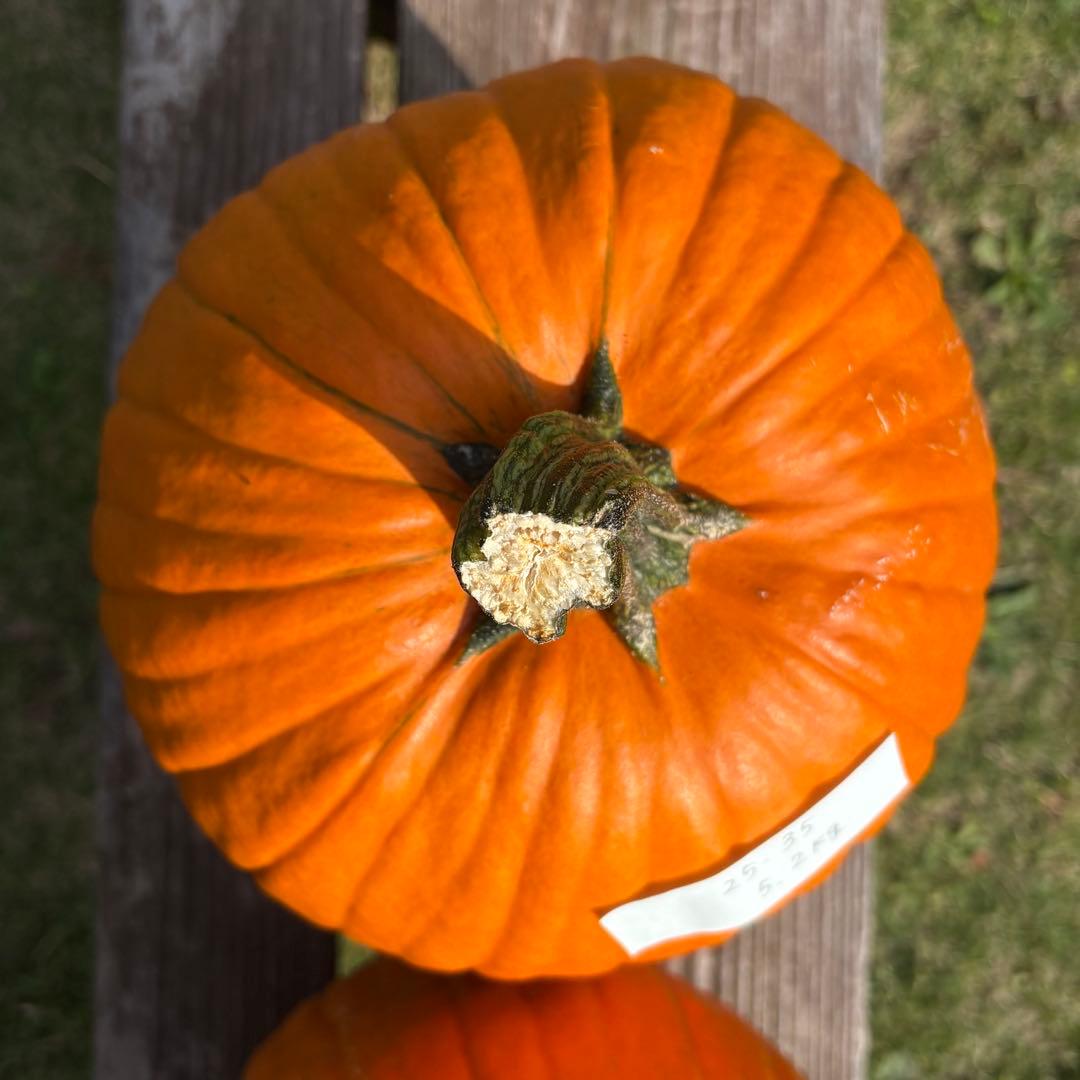 【dengon】ハロウィンかぼちゃ　本物