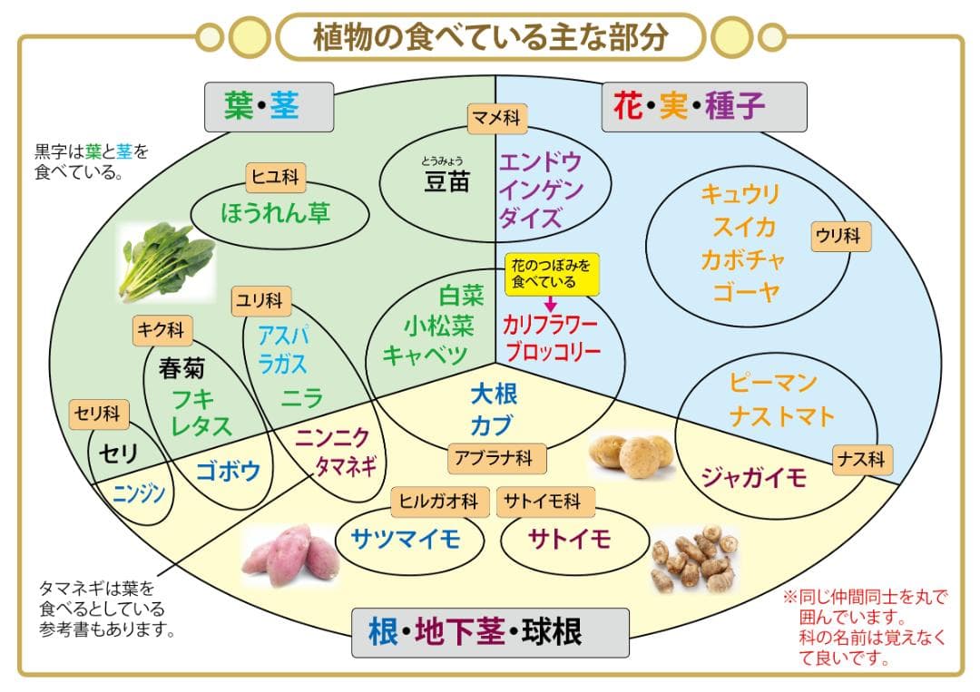 ☆中学受験・理科　頻出用語・ポイントにしぼったまとめカード、セット商品