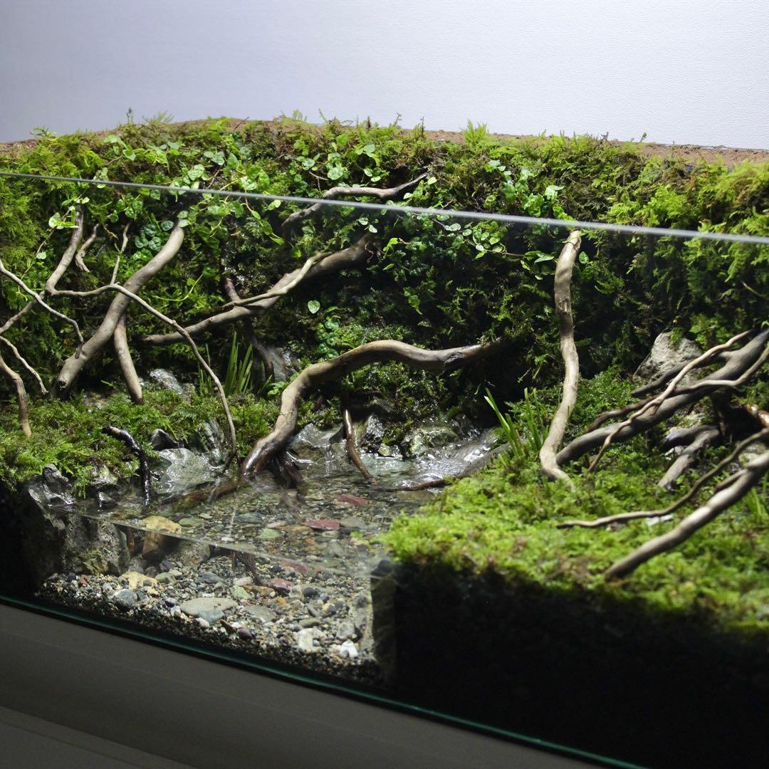 夕方　オーダー作品　アクアテラリウム　イモリウム