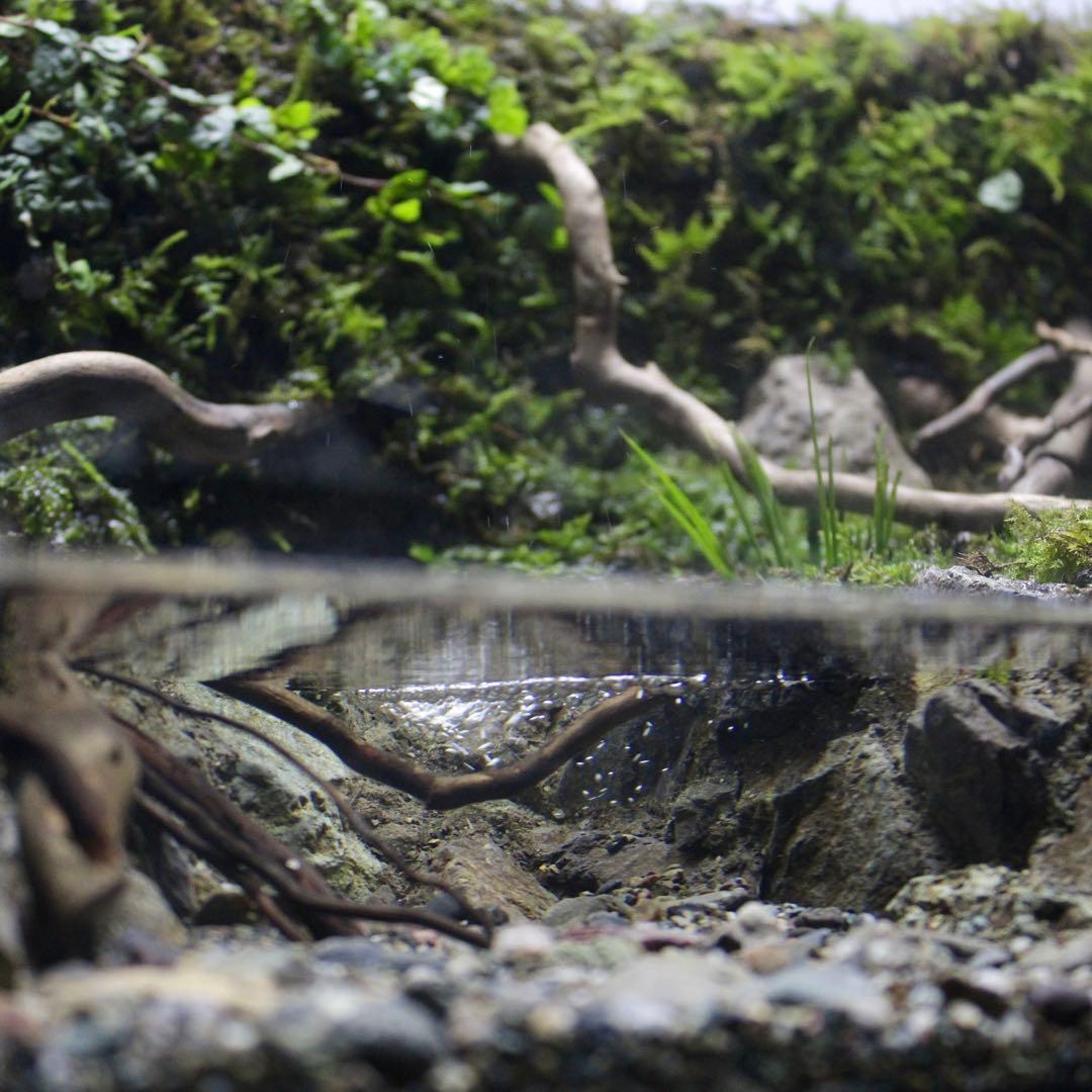 夕方　オーダー作品　アクアテラリウム　イモリウム