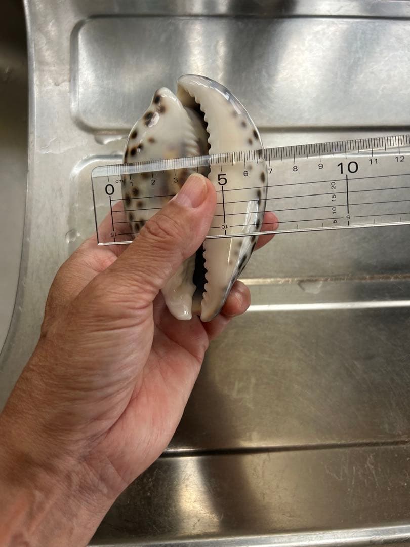 超特大タカラ貝11x7x6cm 特大ヤツシロ貝15x10x7cm