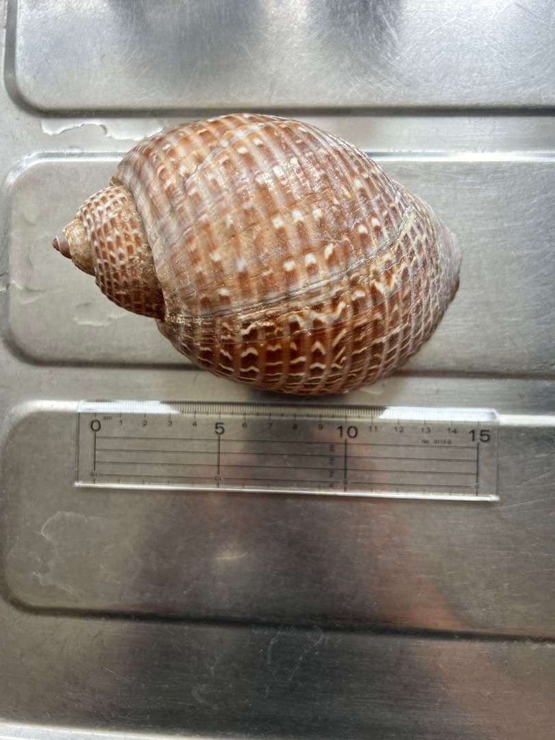 超特大タカラ貝11x7x6cm 特大ヤツシロ貝15x10x7cm