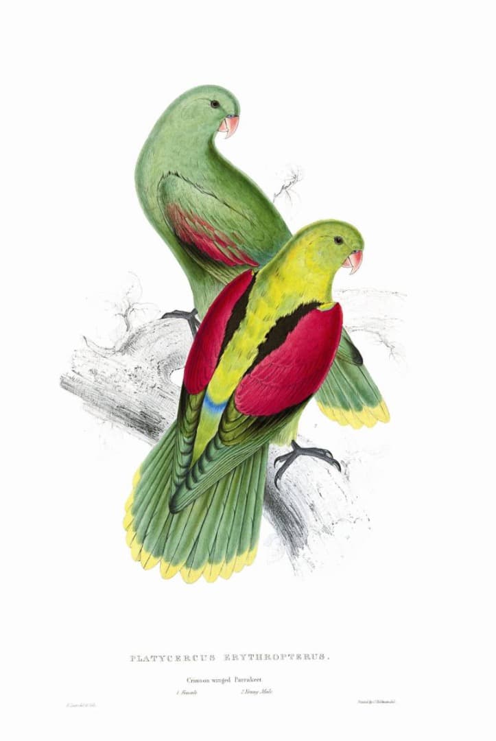 希少 The Parrots Die Papageien 鳥 コレクター 画集