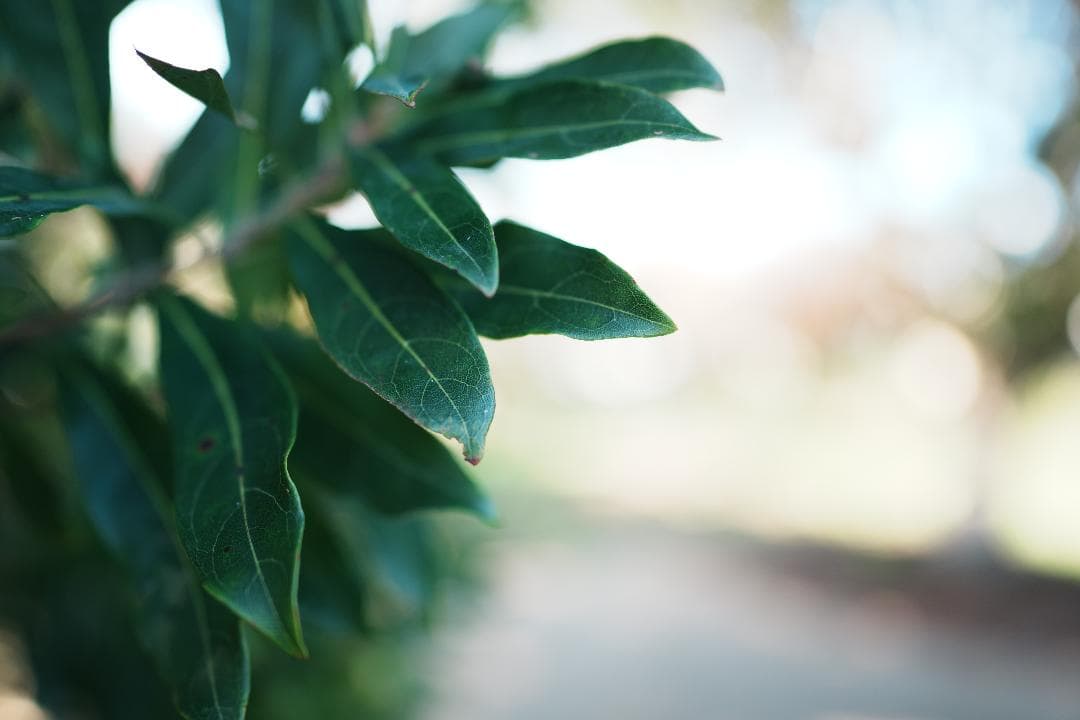 極美品 SEL24F14GM SONY F1.4 GM 星景 動画 フィルター