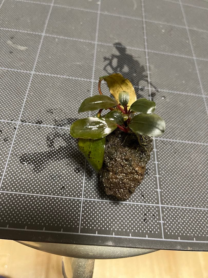 水草 Bucephalandra sp.\"Serimbu 2\"