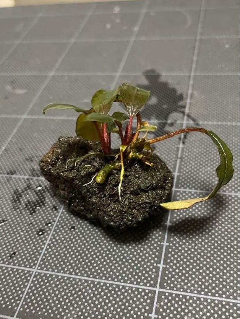 水草 Bucephalandra sp.\"Serimbu 2\"